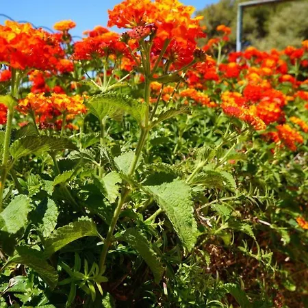 Volentina Villa Port de Pollenca